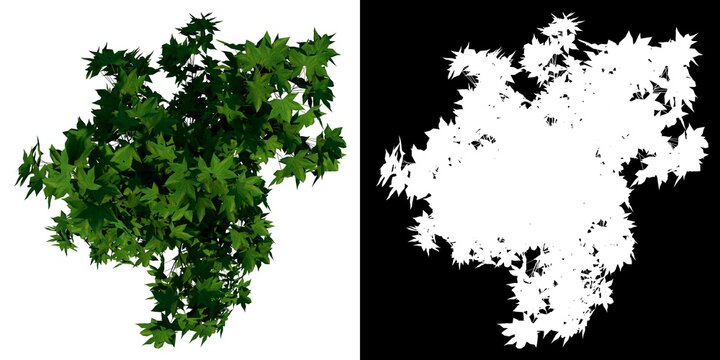 Top view of Plant (Liquidambar formosana Taiwanese sweet gum 1) Tree png with alpha channel to cutout made with 3D render 
