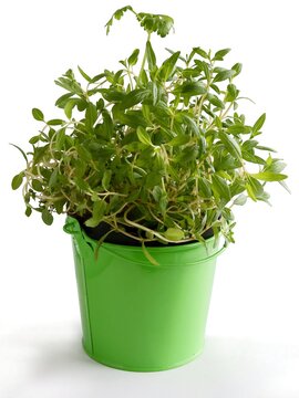 growing in pot Satureja hortensis herb in my kitchen
