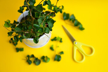 Green ficus Baroque on a yellow background. Pruning and cutting of Baroque ficus in spring. Ficus cuttings. Branches on a yellow background. Home plant. Curly ficus.