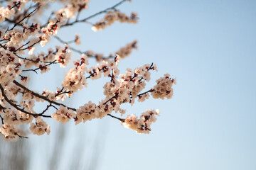 Beautiful snow white apricot flowers