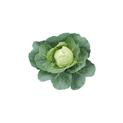 organic cabbage isolated on a white background