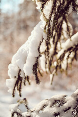 Covered with snow branch spruce on blurred background in the woodland. Fir Branch. Winter background. Copy space.
