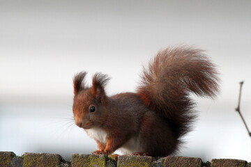 Red squirrel on the fence in Germany, Münster.  Endangered species. Save the planet.