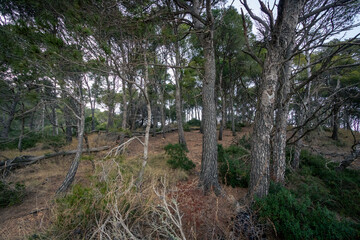 Fototapeta premium Cap Roig Calella Costa Brava