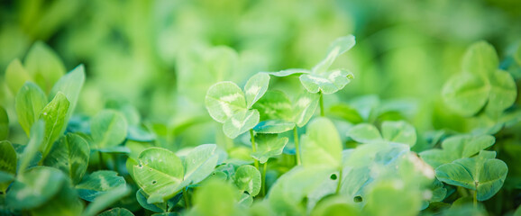 Fototapeta na wymiar Fresh green clover spring background