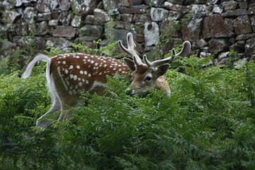 Fallow deer in bracken by dry stone wall