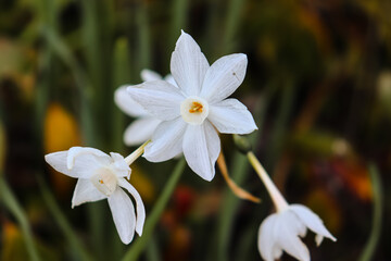 Paper-white daffodil flower close-up macro photography photo of a , narcissus flower, jonquil flower, narcissus, blooming flower