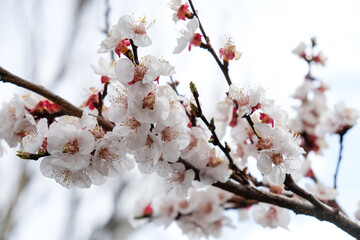 Beautiful snow white apricot flowers
