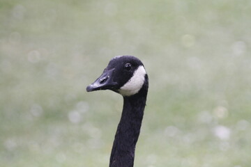 Obraz premium Head and neck of Canada Goose on blurred background