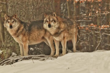 Obraz premium wolf in winter