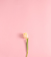 Single yellow tulip on pastel pink background. Minimal spring concept. Flat lay