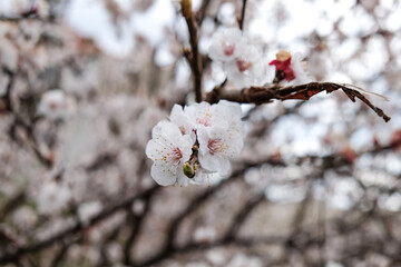 Beautiful snow white apricot flowers
