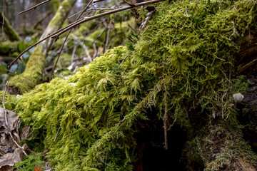 Moos mitten im Wald auf dem Boden