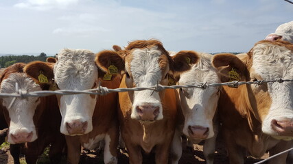Cows behind barbed wire fence © Genni