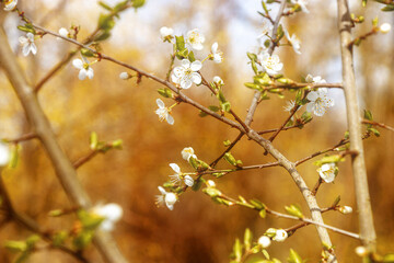 Kirschblühte im Frühling
