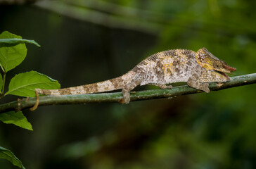 Cameleon à capuchon, male, Chamaeleo brevicornis, Madagascar