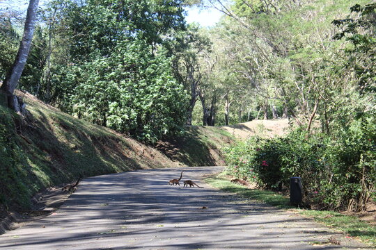 Familia de Pizotes o Coat&iacute; cruzan carretera