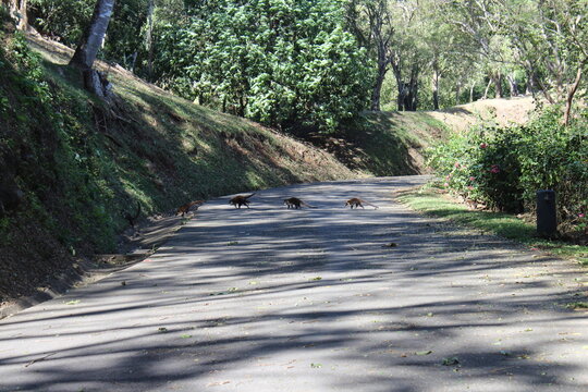 Familia de Pizotes o Coat&iacute; cruzan carretera 