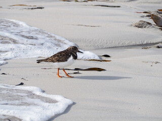 Sea bird on the beach.