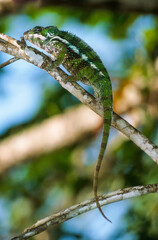 Caméleon panthere, male, furcifer pardalis, Madagascar