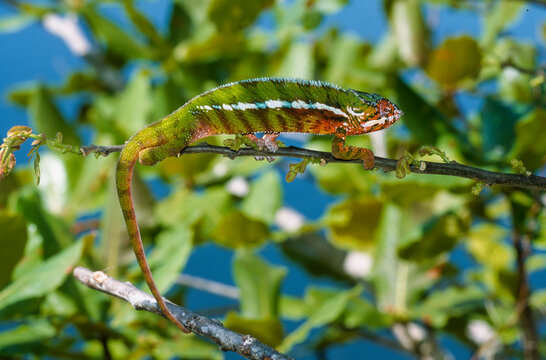 Cam&eacute;leon panthere, male, furcifer pardalis, Madagascar