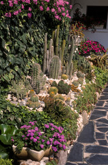 Jardin, rocaille, cactus, ageratum, lierre, pelargonium