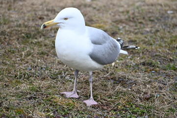 Gull on the grass in spring. Seagull is a specific marine bird.