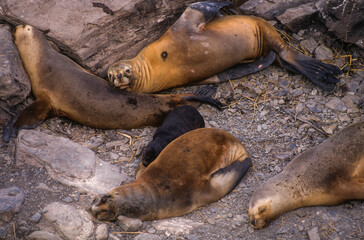 Lion de mer, femelle, jeune , Otaria flavescens, Iles Falkland, Malouines