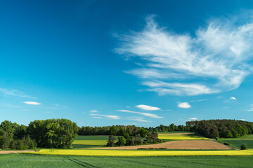 Beautiful rural landscape. Meadow and trees on spring day