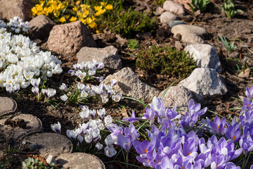 Obraz na płótnie Canvas A beautiful spring flower bed with blooming multicolored crocuses. Yellow, white and purple crocuses blooming in the park.