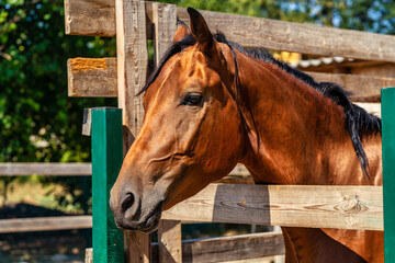 Brown horse stands next to the fence