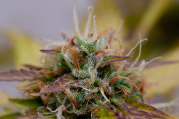 Naklejka na ściany i meble Planta de cannabis medicinal en flora