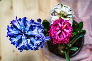 Multicolored hyacinths on wooden board table. Top view