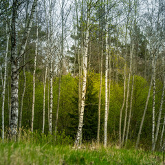 A beautiful forest landscape in the late spring. Woodlands during the sunrise in sprintime in Northern Europe.