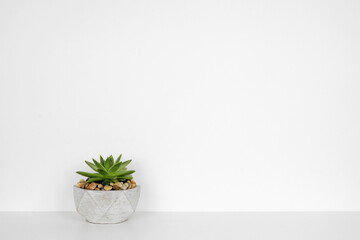 Succulent plant in a cement pot. Side view on white shelf against a white wall. Copy space.
