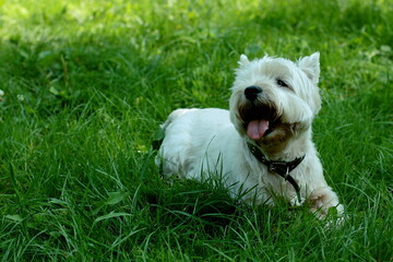 jack russell terrier on the grass