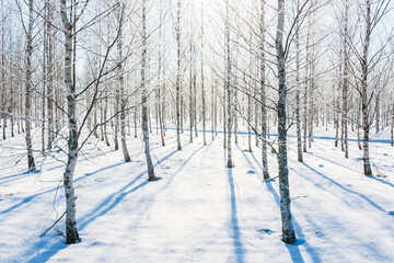 Frosty birch trees in sunlight