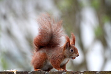Red squirrel on the fence in Germany, Münster. Nuts. Endangered species. Save the planet.