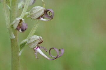 orchis bouc
