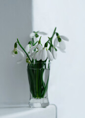 Beautiful white Snowdrops or Galanthus flowers bouquet in glass vase close-up light background. Floral wallpaper. Blooming drops of dew plants with shadow on window. Spring greeting card. Mothers day