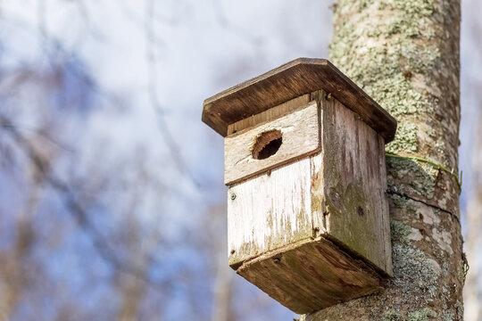 The birdhouse hangs on a tree trunk. House for birds. Protection of Nature. Protect birds. Close-up. High quality photo