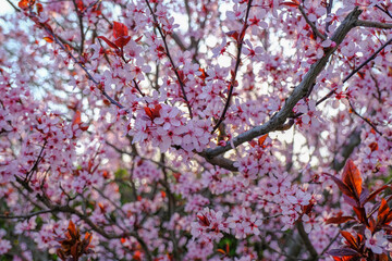Beautiful pink spring blossom on tree close-up across sunset lights. Natural spring background.