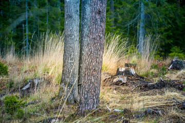 Beautiful trees growing in the forest in spring. Low viewpoint scenery of woodlands trees. Sprintime landscape of tree stumps in Northern Europe.