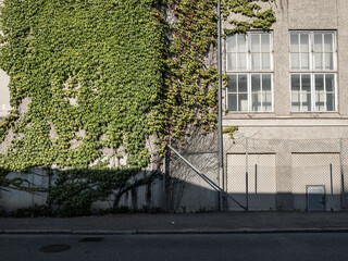 Green ivy growing on facade