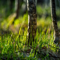 Beautiful trees growing in the forest in spring. Low viewpoint scenery of woodlands trees. Sprintime landscape of tree stumps in Northern Europe.