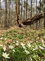 Wiosna 2021 , Wiosna w Polsce 2021 , Wiosna Las , lasy Staszów , Staszowskie Lasy ,Staszów ,Wiosna 2021 , Wiosna w Polsce 2021 , Wiosna Las , lasy Staszów , Staszowskie Lasy ,Staszów