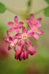Fototapeta na wymiar Beautiful closeup spring view of wild red-flowering currant (Ribes sanguineum) pink corolla and yellow stamens blossom growing in Stephens Green Green Park, Dublin, Ireland. Soft and selective focus
