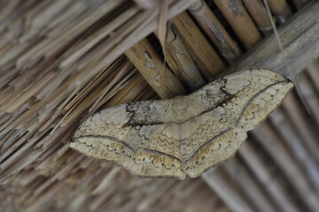 Moth of the Philippine Islands