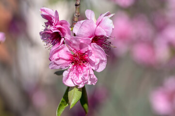 Prunus triloba ornamental pink flowering springtime tree, amazing beautiful branches with full double pink flowers