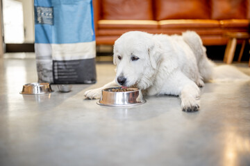 Dog eats dry food from a bowl